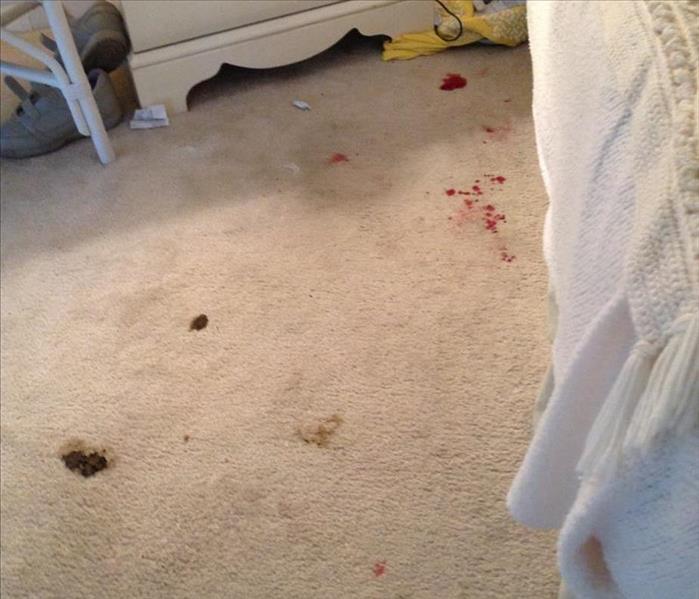 Blood stain on carpeted flooring